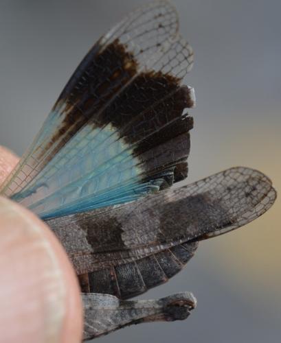 Oedipoda caerulescens caerulescens